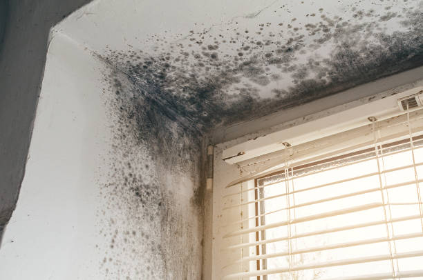 Affordable Mold Cleanup solutions in Irvona, PA